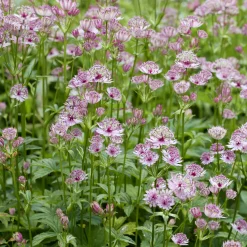 Grande astrance - Charme sauvage au jardin