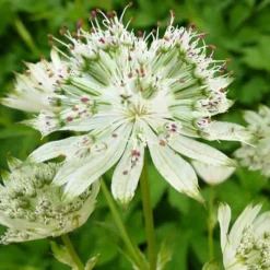 Grande astrance Snow Star - L'ombre en fleurs blanches