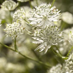Grande astrance Star of Billion - Une pluie d'étoiles au jardin