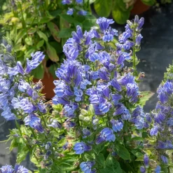 Grande Lobelia - Le bleu qui attire les abeilles