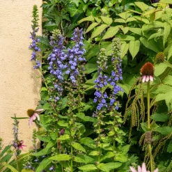 Grande Lobelia - Le bleu qui attire les abeilles