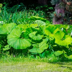 Grand pétasite - Feuilles géantes effet jungle