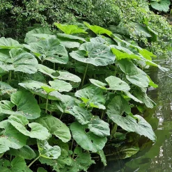 Grand pétasite - Feuilles géantes effet jungle