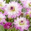 5 Grands Dahlias en mélange - Des fleurs XXL tout l'été