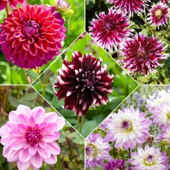 5 Grands Dahlias en mélange - Des fleurs XXL tout l'été