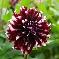 5 Grands Dahlias en mélange - Des fleurs XXL tout l'été