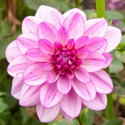 5 Grands Dahlias en mélange - Des fleurs XXL tout l'été
