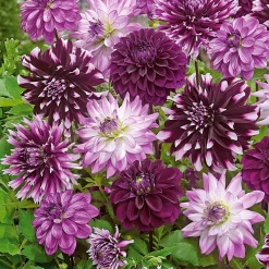 5 Grands Dahlias en mélange - Des fleurs XXL tout l'été