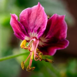 Géranium brun Samobor - L'ombre enfin fleurie