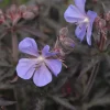 Géranium des prés Midnight Reiter - Feuillage pourpre, fleurs violettes