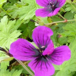 Géranium Dragon Heart - Fleurit tout l'été sans effort