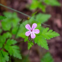Géranium Herbe à Robert - Le tapis fleuri sans effort