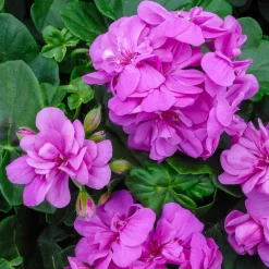 Géranium lierre double Lilas - Cascade fleurie tout l'été
