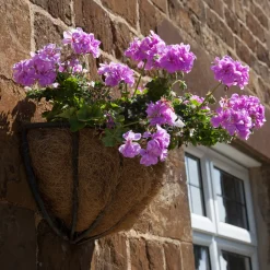 Géranium lierre double Lilas - Cascade fleurie tout l'été