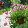 Géranium lierre double rose - Cascade rose tout l'été