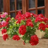 Géranium lierre double rouge - Cascade rouge tout l'été