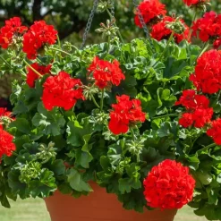 Géranium lierre double rouge - Cascade rouge tout l'été