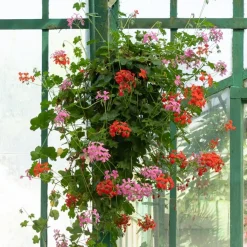 Géranium lierre rose - Balcon fleuri tout l'été