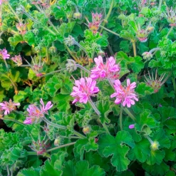 Géranium odorant - Feuillage parfumé au toucher
