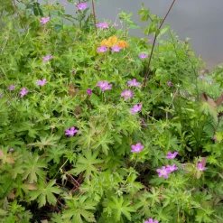 Géraniums des marais - Fleurit même les sols humides
