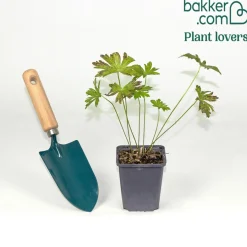 Géraniums des marais - Fleurit même les sols humides