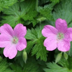 Géraniums des marais - Fleurit même les sols humides