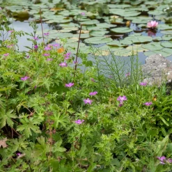 Géraniums des marais - Fleurit même les sols humides