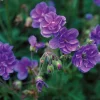 3 Géraniums doubles en mélange - Des fleurs doubles tout l'été