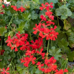 3 Géraniums-lierre rouges - Le balcon rouge tout l'été