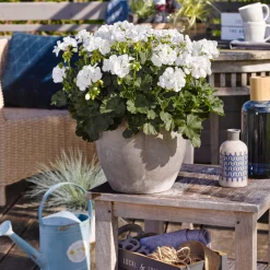 Géraniums à massifs blancs - Un balcon fleuri tout l'été