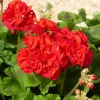 3 Géraniums à massifs rouges Toscana ® - Rouge éclatant tout l'été