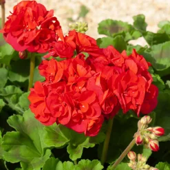 3 Géraniums à massifs rouges Toscana ® - Rouge éclatant tout l'été