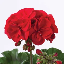 3 Géraniums à massifs rouges Toscana ® - Rouge éclatant tout l'été