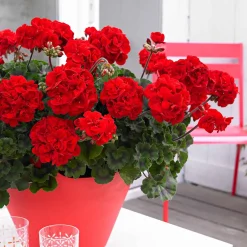 3 Géraniums à massifs rouges Toscana ® - Rouge éclatant tout l'été