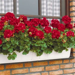 3 Géraniums à massifs rouges Toscana ® - Rouge éclatant tout l'été