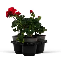 3 Géraniums à massifs rouges Toscana ® - Rouge éclatant tout l'été