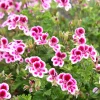 3 Géraniums parfumés Pansy - Le balcon fleuri sans effort