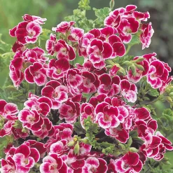 3 Géraniums parfumés Pansy - Le balcon fleuri sans effort