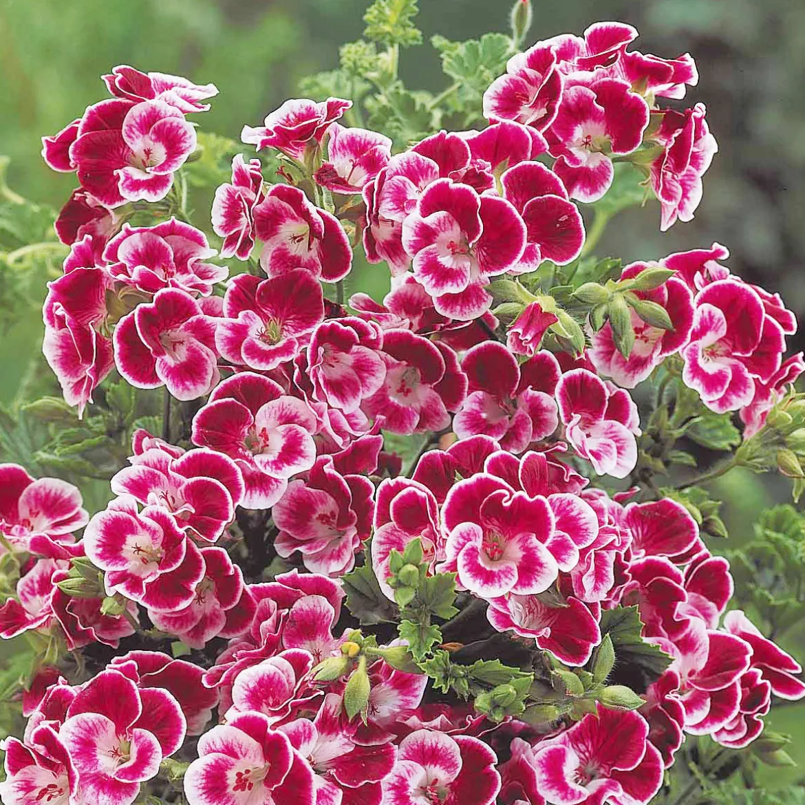 3 Géraniums parfumés Pansy - Le balcon fleuri sans effort