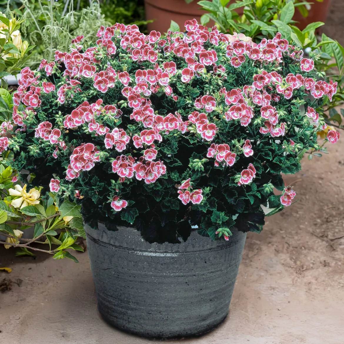 3 Géraniums parfumés Pansy - Le balcon fleuri sans effort