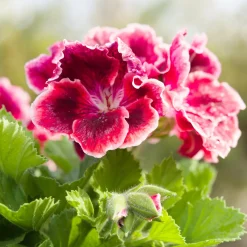 3 Géraniums parfumés Pansy - Le balcon fleuri sans effort