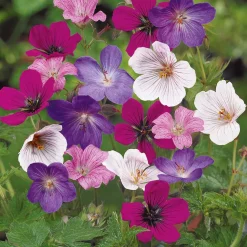 5 Géraniums Rainbow en mélange - Des fleurs tout l'été