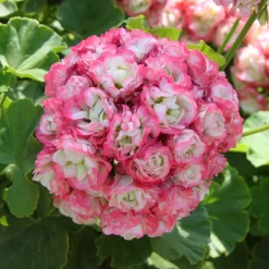 3 Géraniums rose abricot - Un balcon fleuri tout l'été