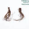 2 Géraniums vivaces doubles blancs - Fleurs doubles, effet garanti