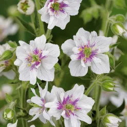 2 Géraniums vivaces doubles blancs - Fleurs doubles, effet garanti