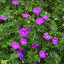 9 Géraniums vivaces en mélange - Un tapis fleuri sans effort
