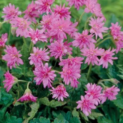 3 Géraniums vivaces Southcomble double - Fleurs roses tout l'été