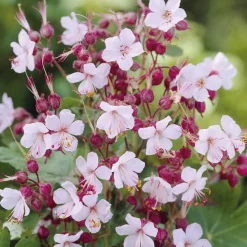 Géraniums vivaces Spessart - Un tapis fleuri sans effort