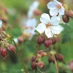 Géraniums vivaces Spessart - Un tapis fleuri sans effort