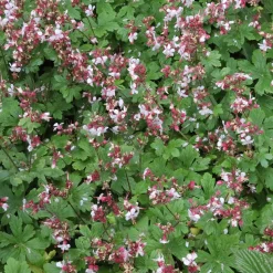 Géraniums vivaces Spessart - Un tapis fleuri sans effort
